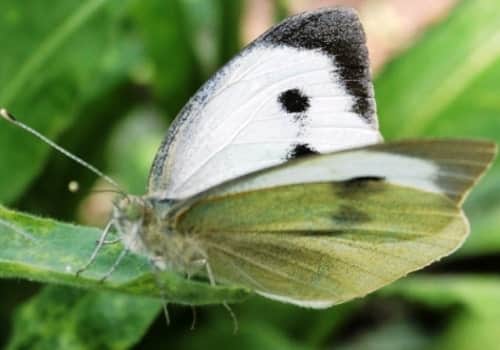 Белые бабочки-капустницы