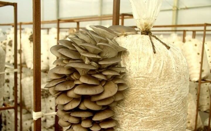 Выращивание грибов Вешенки