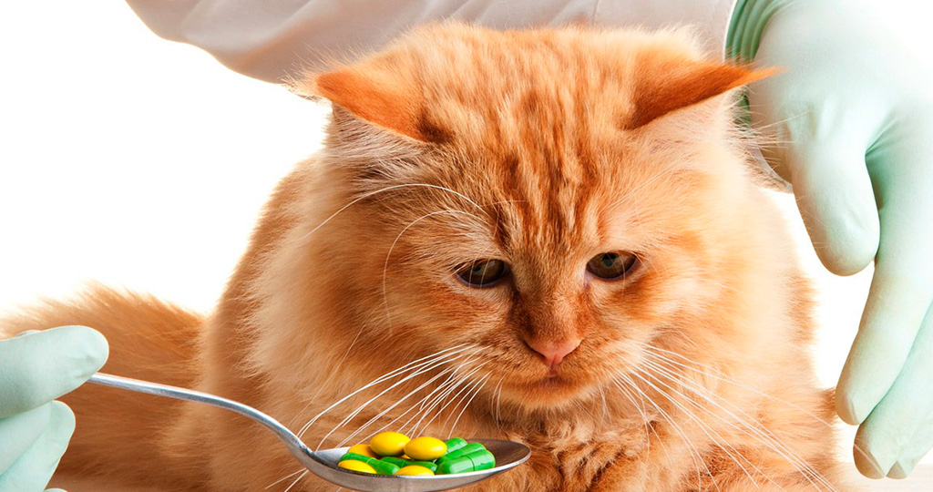 Симптомы отравления у кошки. Консультация ветеринара онлайн