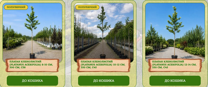 Платан
